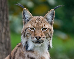 Luchs beim Wandern im Bayerischen Wald 